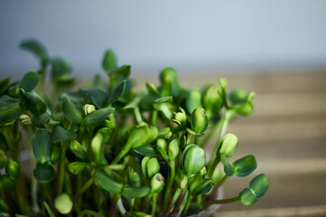Closeup image of a microgreen sprouts of green sunflowers isolated on grey background. Horizontal view.