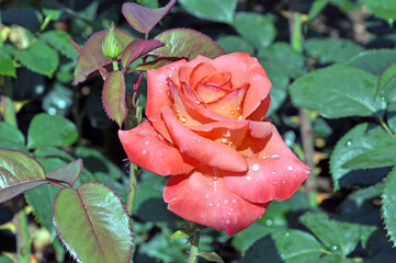 Roses and rose bushes, fragrant multicolored