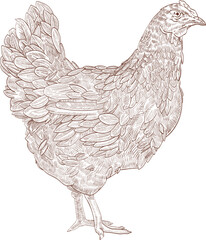 Chicken Hand Drawn Monochrome Illustration © Good Studio