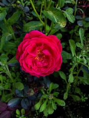 red rose in the garden