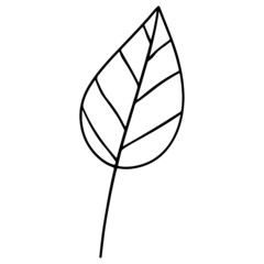leaf hand drawn and Spring outline design illustration for web, wedsite, application, presentation, Graphics design, branding, etc.