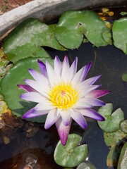 pink water lilly