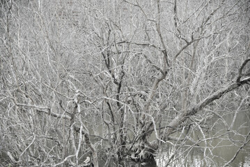Dry birch trees in a swamp. White trunks of dead birches without leaves stand in the swamp