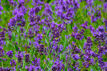 Fototapeta premium Beautiful purple fields of flowering lavender in summer.