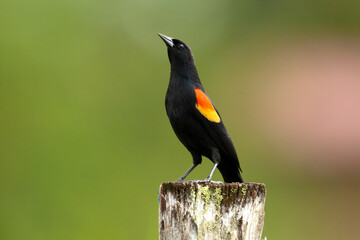 Red-winged blackbird (Agelaius phoeniceus) is a passerine bird of the family Icteridae found in...