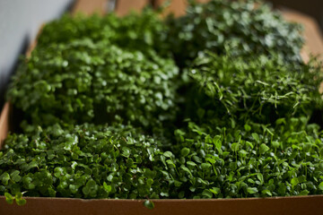 Mixed micro-greens in trays for growing in a wooden box. Microgreens of sunflower, peas, radish and cabbage.