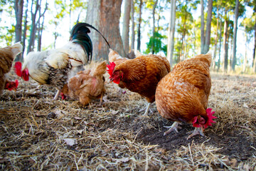 Free Range ISA Brown Chicken