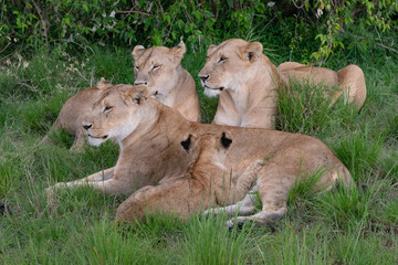 lionesses bonding together 