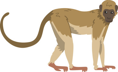 Capuchin Monkey as Omnivorous Ape with Light Brown Back and Creamy Underside © topvectors
