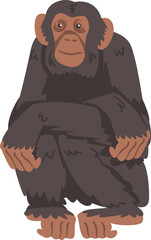 Chimpanzee Monkey as Great Ape Specie Native to Tropical Africa Illustration © topvectors