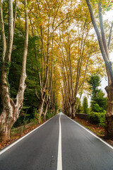 empty forest asphalt road. beautiful reflection of green trees on road.