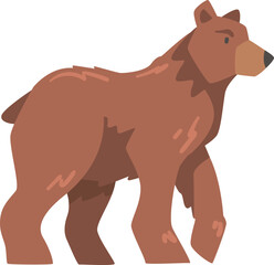 Walking Brown Bear as Large Wild Terrestrial Carnivore Mammal with Thick Fur