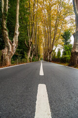 empty forest asphalt road. beautiful reflection of green trees on road.