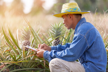Farmer man read or analysis a report of pineapple in plantation farm on tablet computer,agriculture concept.