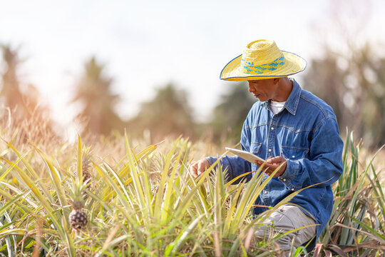 Farmer man read or analysis a report of pineapple in plantation farm on tablet computer,agriculture concept.