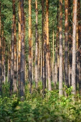 Fototapete Olivgrün Dichter Waldbestand mit zahlreichen Stämmen