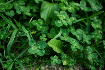 green clover leaves background with some parts in focus
