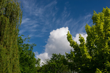 Białe chmury, błękitne niebo, na pierwszym planie wierzba i klon. Wiosna w parku.