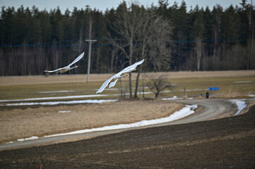 bird watching at Tysslingen Sweden with Whooper Swans