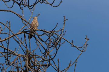 Pustułka zwyczajna (Falco tinnunculus) siedząca na gałęzi, błękitne niebo, brak liści.