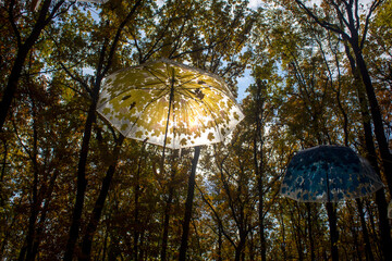 hanging umbrellas between trees in a city park