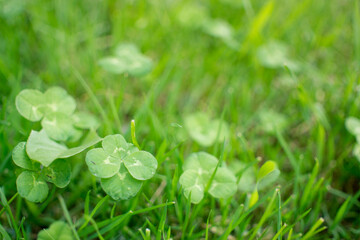 green clover leaves blured background with some parts in focus