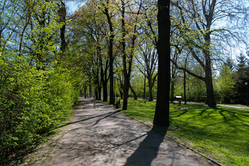 Fototapeta na wymiar Park Mickiewicza, Bielsko-Biała. Ścieżka i drzewa z młodymi liśćmi.