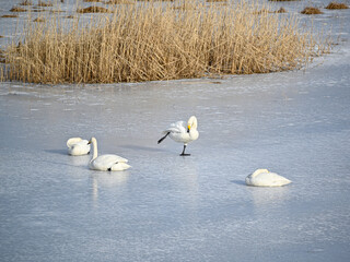 bird watching at Tysslingen Sweden with Whooper Swans