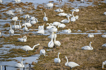 bird watching at Tysslingen Sweden with Whooper Swans