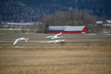bird watching at Tysslingen Sweden with Whooper Swans