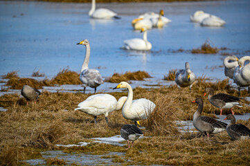 bird watching at Tysslingen Sweden with Whooper Swans