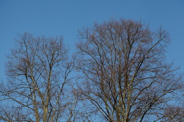 Kahler Baum mit Ästen im Winter