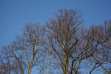 Kahler Baum mit Ästen im Winter