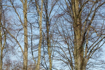 Kahler Baum mit Ästen im Winter