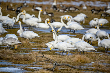 bird watching at Tysslingen Sweden with Whooper Swans