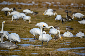 bird watching at Tysslingen Sweden with Whooper Swans
