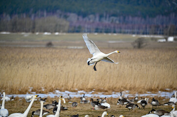 bird watching at Tysslingen Sweden with Whooper Swans