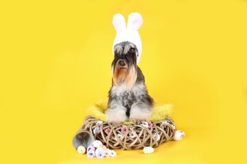 funny Dwarf Schnauzer in Easter costume, with egg, bell bow and Easter bunny hat 