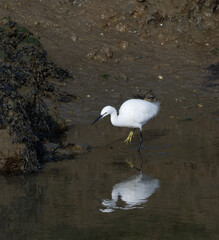 little egret with reflection hunting