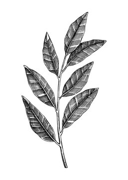 Fresh bay tree with leaves  shsketch. Garden spice drawing. Organic green spicy plant.  Hand-sketched laurel vector illustration. Raw cultivated laurel  for grocery, markets, packaging, recipes, menus