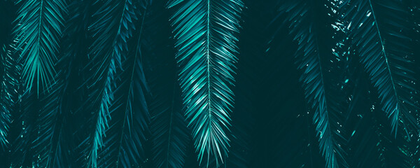 blue tropical palm leaves and dark background