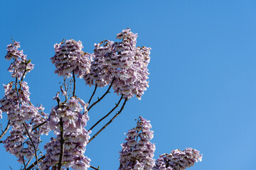 Purple flowers of Paulownia tomentosa tree against blue sky. Blurred background. Selective focus....