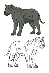 Animals. Black and white image of a cougar, coloring book for children. Vector drawing.
 Color image, design, background.