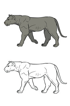 Animals. Black and white image of a cougar, coloring book for children. Vector drawing.
 Color image, design, background.