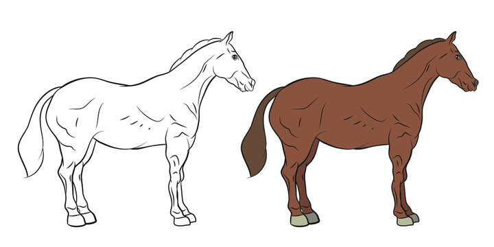 
Animals. Black and white image of a horse, coloring book for children.
 Vector image.
Color image, design, background.