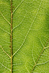 Green leaf with veins close up