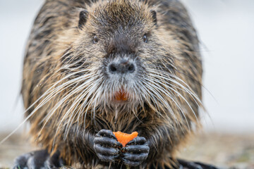 Nutria, auch Biberratte, Wasserratte oder Sumpfbiber genannt, leben in der Nähe von Wasser in...