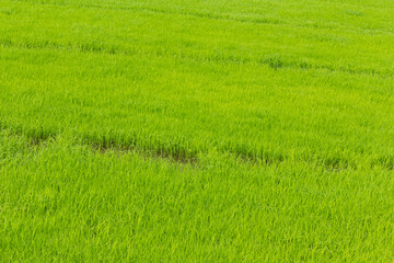 Fototapeta na wymiar green rice field background