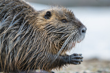 Nutria, auch Biberratte, Wasserratte oder Sumpfbiber genannt, leben in der Nähe von Wasser in selbst gegrabenen Erdhöhlen. Der aus Südamerika stammende, in Gruppen lebende Säuger ist eine invasive Art