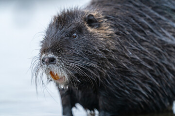 Nutria, auch Biberratte, Wasserratte oder Sumpfbiber genannt, leben in der Nähe von Wasser in selbst gegrabenen Erdhöhlen. Der aus Südamerika stammende, in Gruppen lebende Säuger ist eine invasive Art